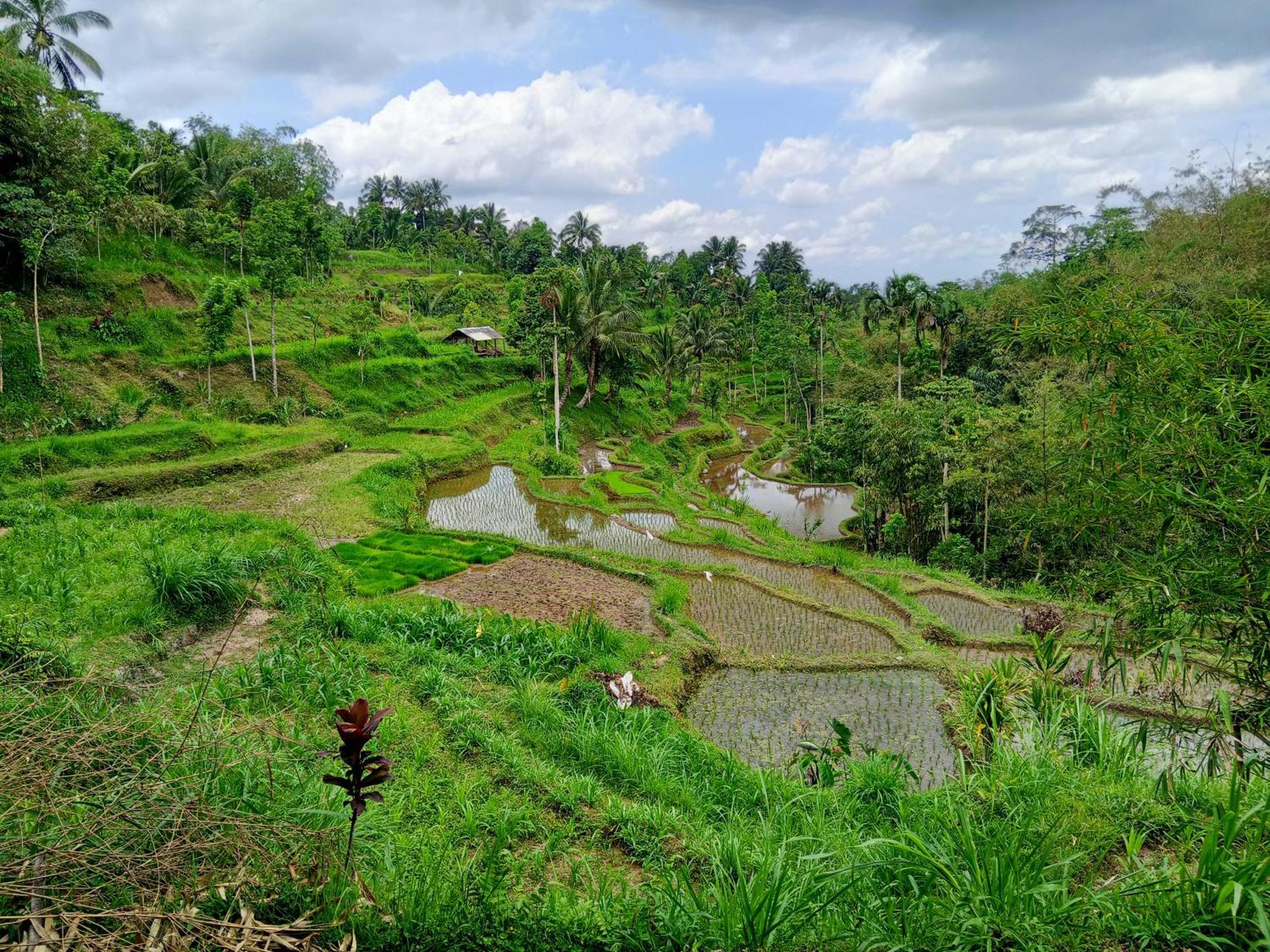 Linkgreen Homestay Lombok Tetebatu Habitación foto